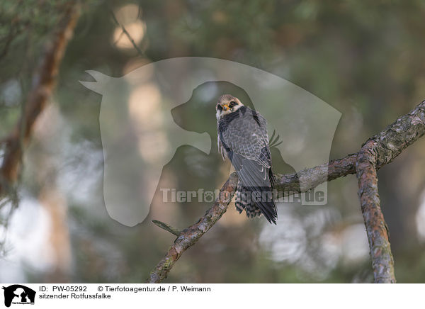 sitzender Rotfussfalke / PW-05292