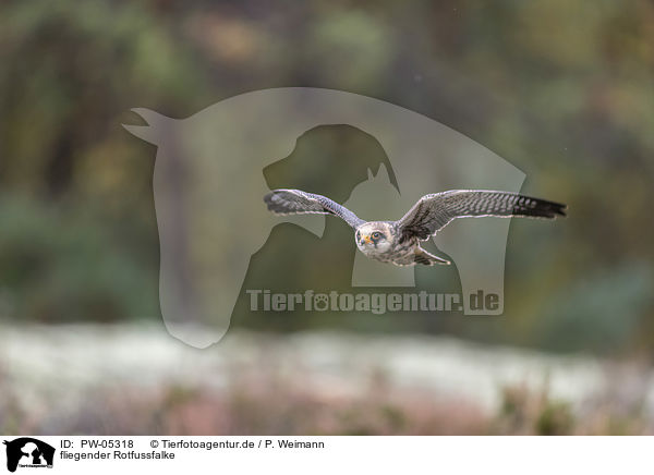 fliegender Rotfussfalke / flying Red-footed Falcon / PW-05318