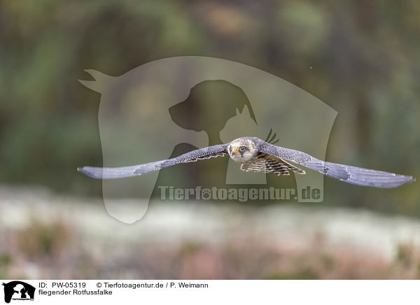 fliegender Rotfussfalke / PW-05319