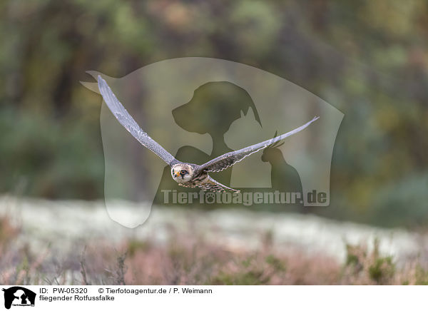 fliegender Rotfussfalke / PW-05320