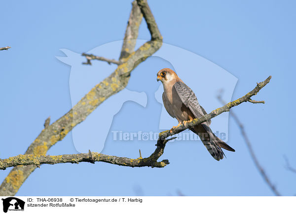 sitzender Rotfufalke / THA-06938