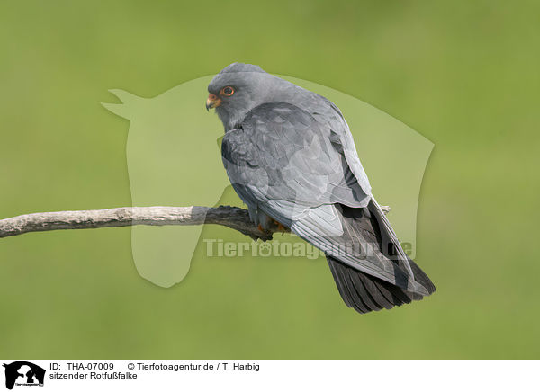 sitzender Rotfufalke / sitting Red-footed Falcon / THA-07009