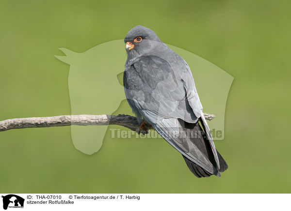 sitzender Rotfufalke / sitting Red-footed Falcon / THA-07010