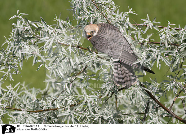 sitzender Rotfufalke / sitting Red-footed Falcon / THA-07011