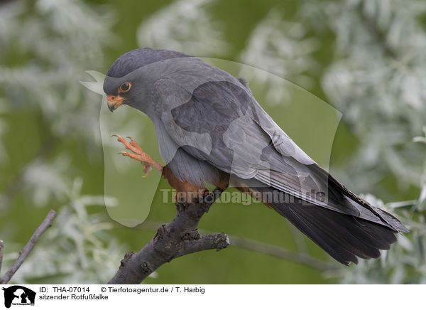 sitzender Rotfufalke / sitting Red-footed Falcon / THA-07014