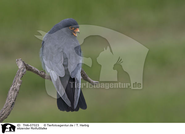 sitzender Rotfufalke / sitting Red-footed Falcon / THA-07023