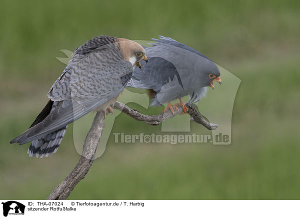 sitzender Rotfufalke / sitting Red-footed Falcon / THA-07024