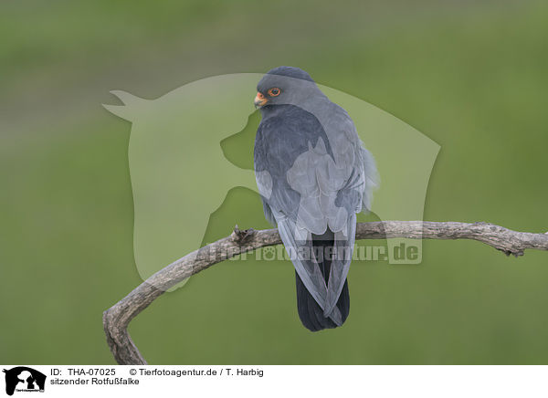 sitzender Rotfufalke / sitting Red-footed Falcon / THA-07025