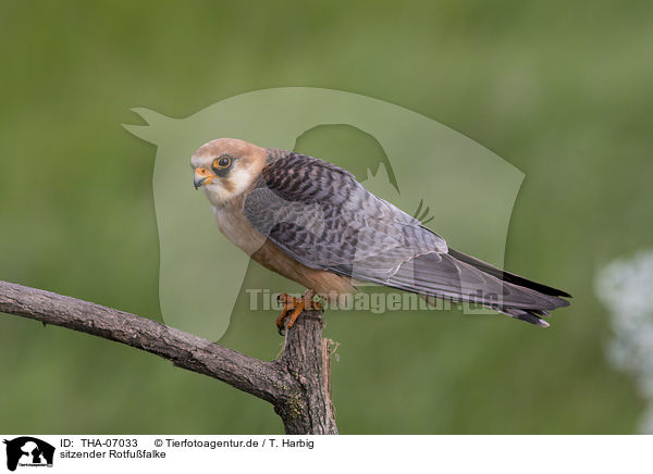 sitzender Rotfufalke / sitting Red-footed Falcon / THA-07033