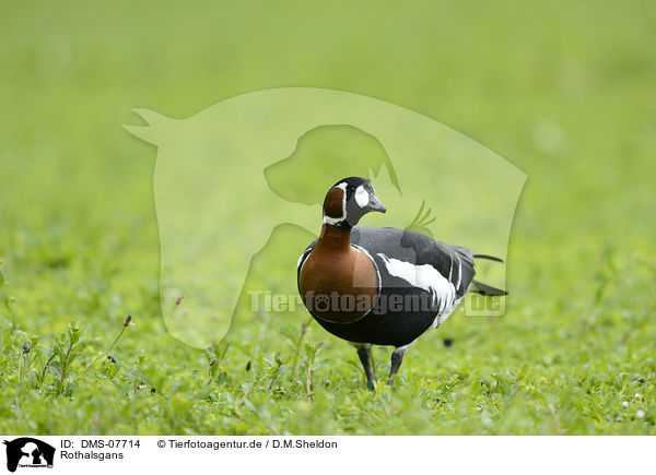 Rothalsgans / red-breasted goose / DMS-07714