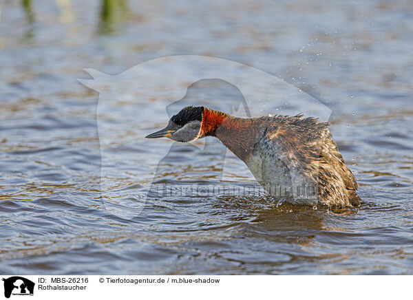 Rothalstaucher / red-necked grebe / MBS-26216