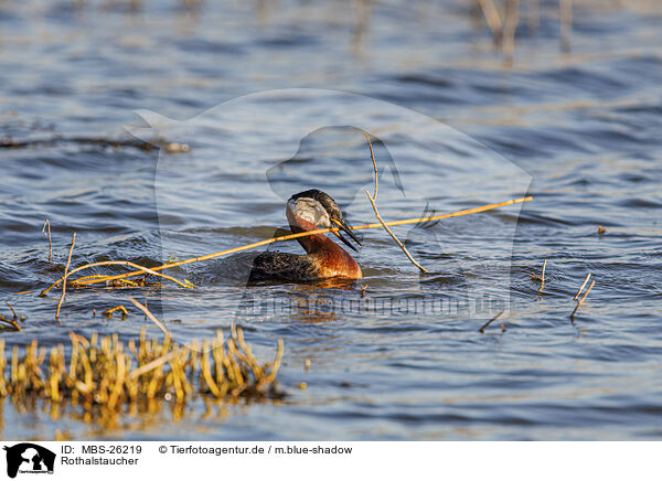 Rothalstaucher / red-necked grebe / MBS-26219