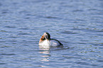 schwimmender Rothalstaucher