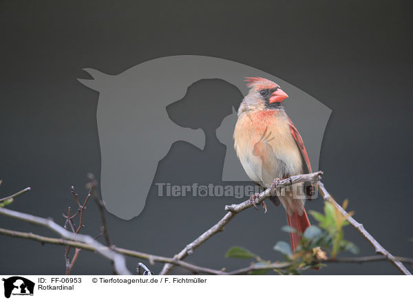 Rotkardinal / Arizona cardinal / FF-06953