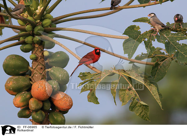 Rotkardinal / Arizona cardinal / FF-06965