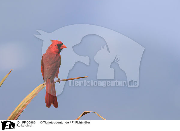 Rotkardinal / Arizona cardinal / FF-06980