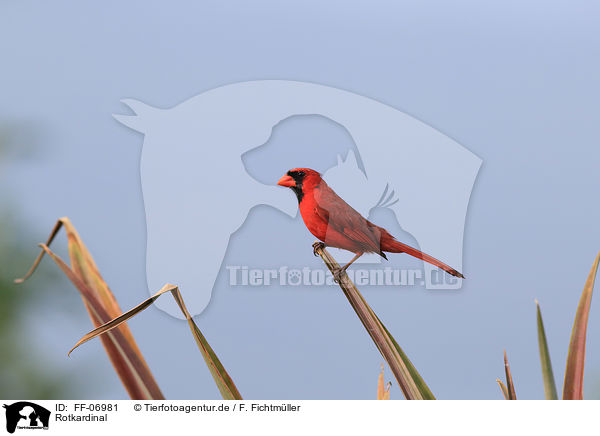 Rotkardinal / Arizona cardinal / FF-06981
