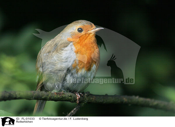 Rotkehlchen / robin / FL-01033