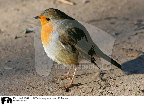 Rotkehlchen / European Robin / KM-01067