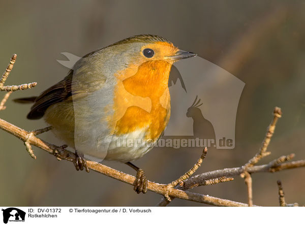 Rotkehlchen / European Robin / DV-01372