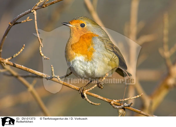 Rotkehlchen / European Robin / DV-01373