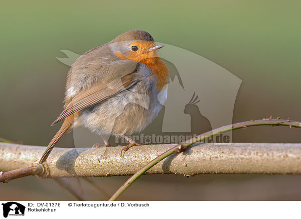 Rotkehlchen / European Robin / DV-01376