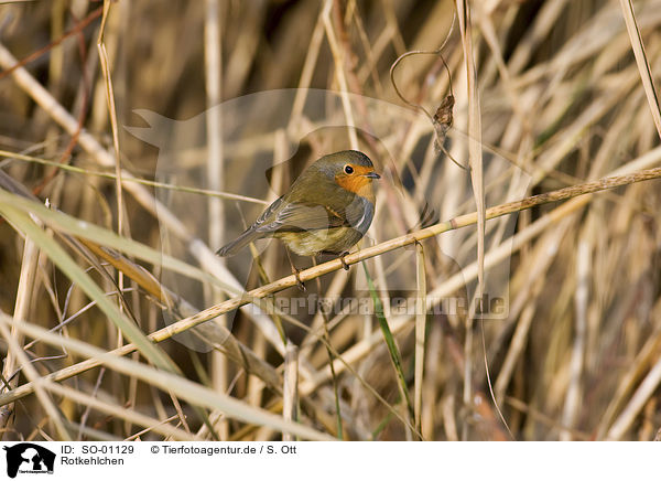 Rotkehlchen / robin redbreast / SO-01129