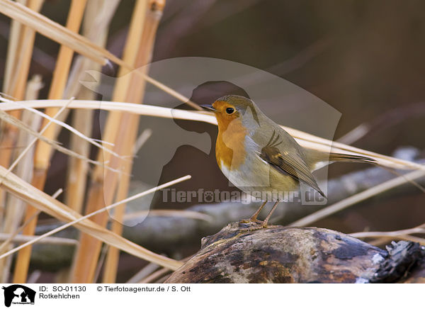 Rotkehlchen / robin redbreast / SO-01130