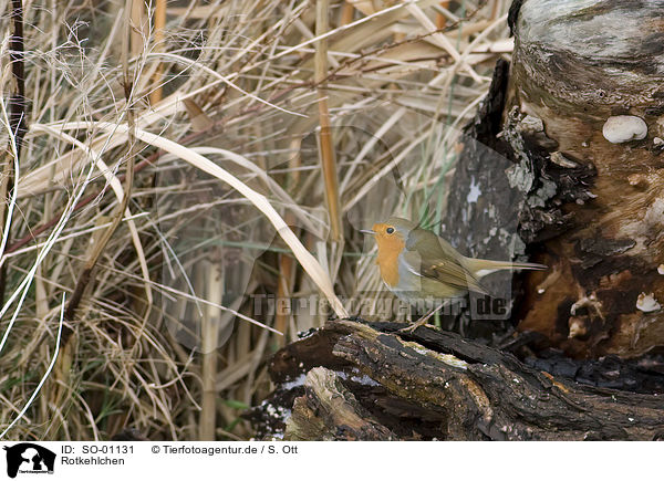 Rotkehlchen / SO-01131
