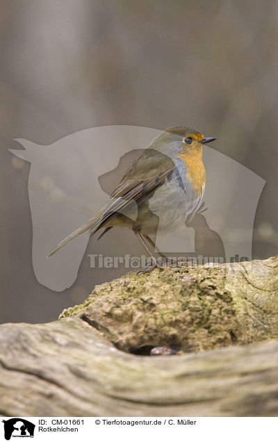 Rotkehlchen / European robin / CM-01661