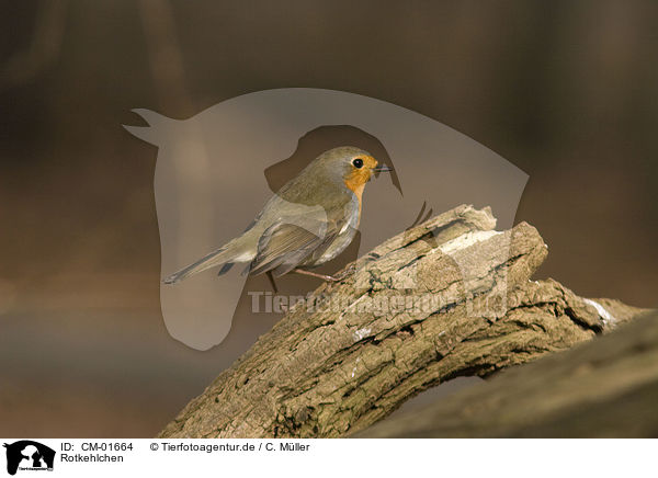 Rotkehlchen / European robin / CM-01664