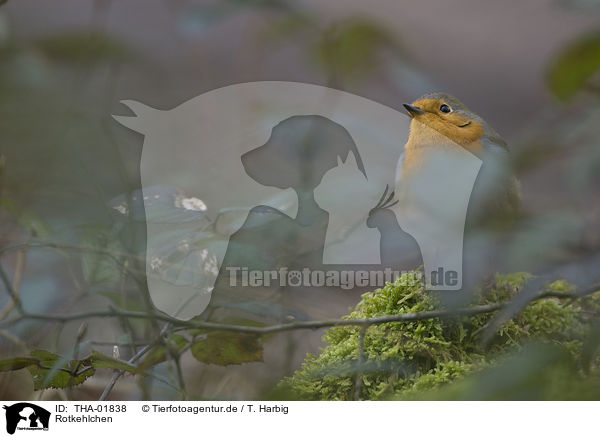 Rotkehlchen / THA-01838
