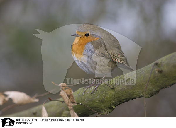 Rotkehlchen / robin / THA-01846