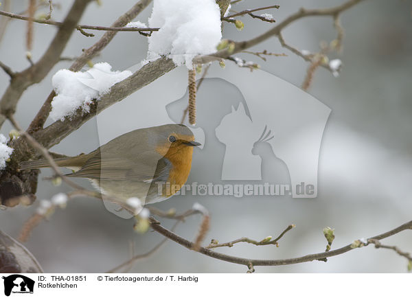 Rotkehlchen / THA-01851
