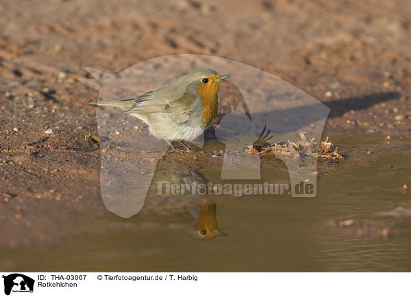 Rotkehlchen / THA-03067