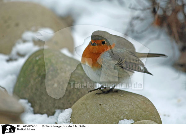 Rotkehlchen / European robin / AB-02458