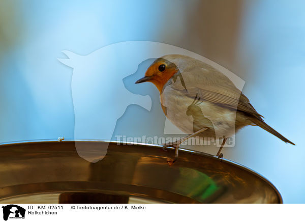 Rotkehlchen / European robin / KMI-02511