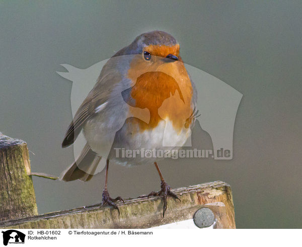 Rotkehlchen / robin / HB-01602