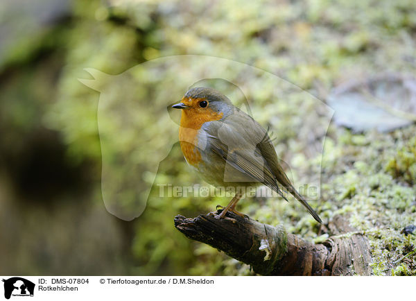 Rotkehlchen / European robin / DMS-07804