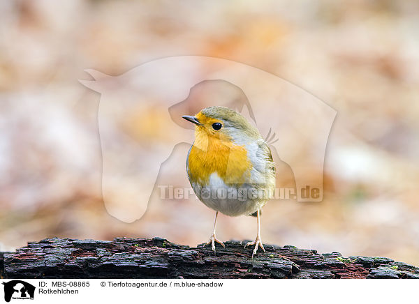 Rotkehlchen / European robin / MBS-08865