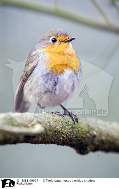 Rotkehlchen / European robin / MBS-09097