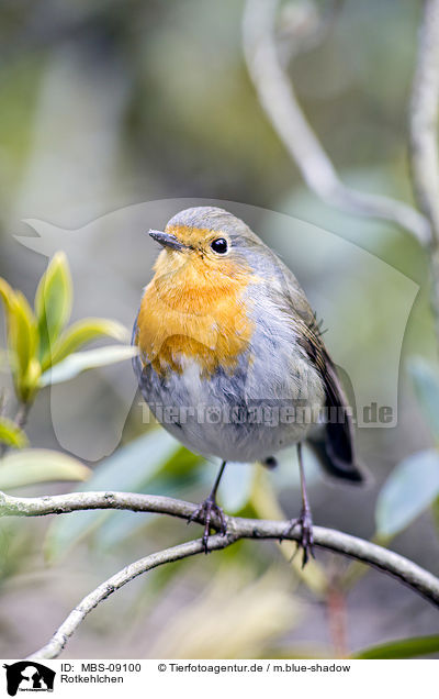 Rotkehlchen / European robin / MBS-09100