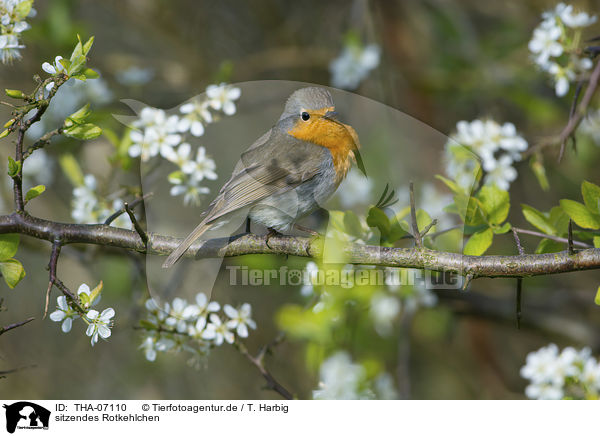 sitzendes Rotkehlchen / sitting European Robin / THA-07110