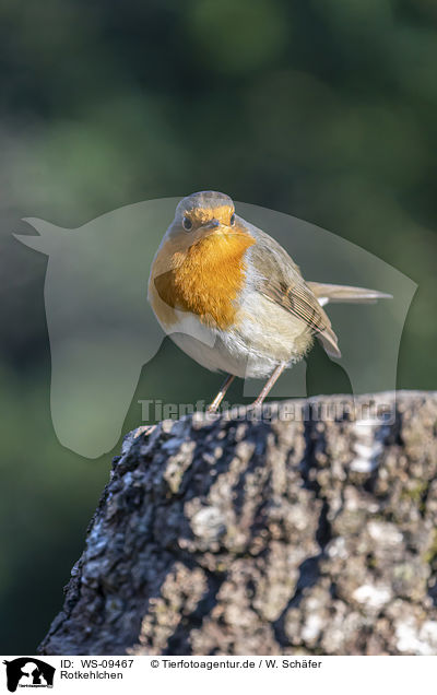 Rotkehlchen / European robin / WS-09467