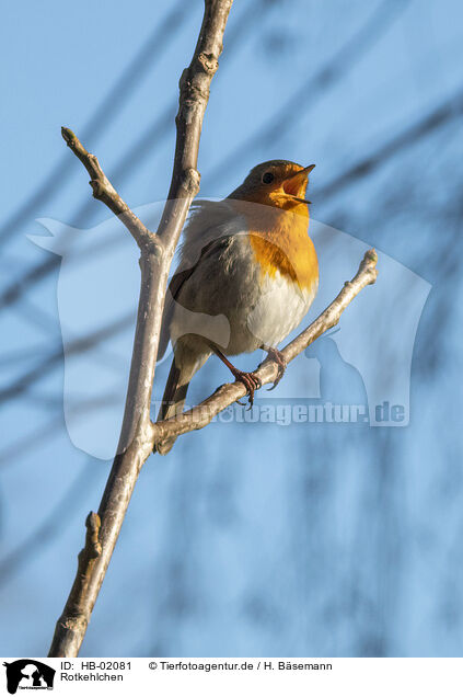 Rotkehlchen / European robin / HB-02081