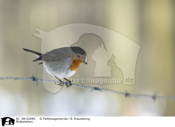 Rotkehlchen / European robin / SK-02080