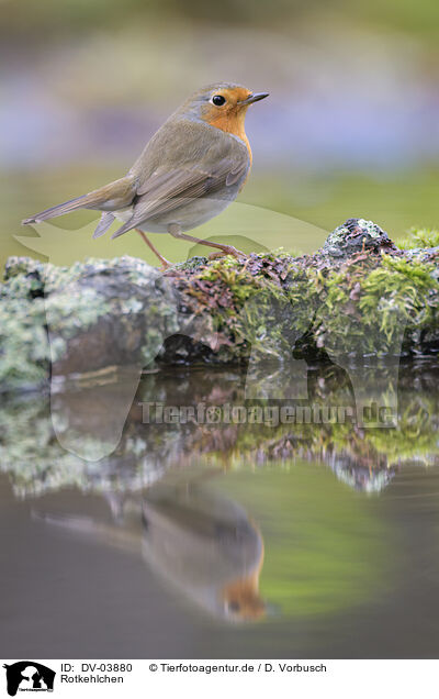 Rotkehlchen / European robin / DV-03880