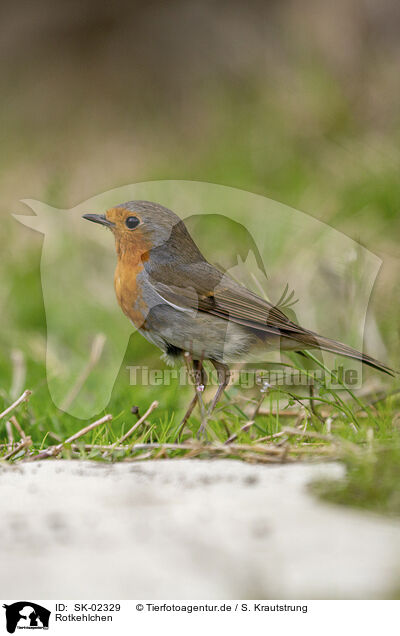 Rotkehlchen / European robin / SK-02329