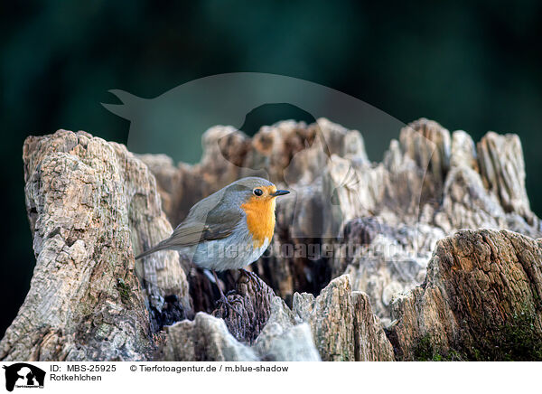 Rotkehlchen / European robin / MBS-25925