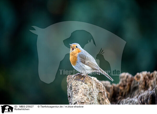 Rotkehlchen / European robin / MBS-25927